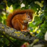 écureuil , dans les bois, vie naturelle